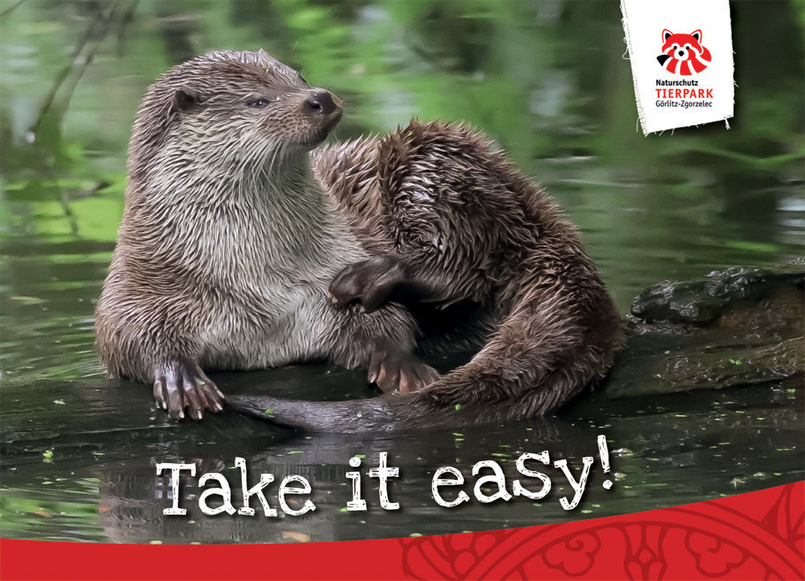 Postkarte Fischotter - Take it easy!