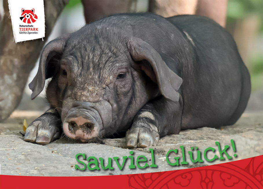 Postkarte Tibetschwein - Sauviel Glück