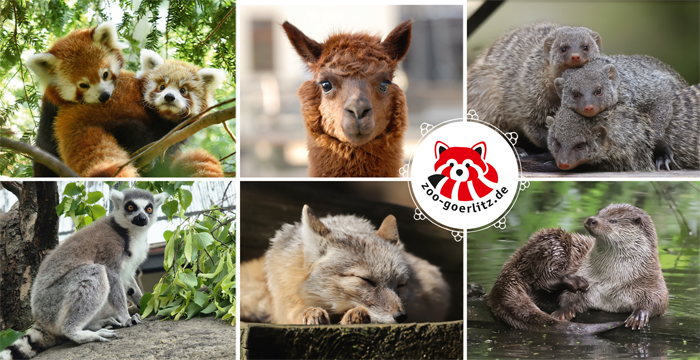 Postkarte Tierpark Tiere