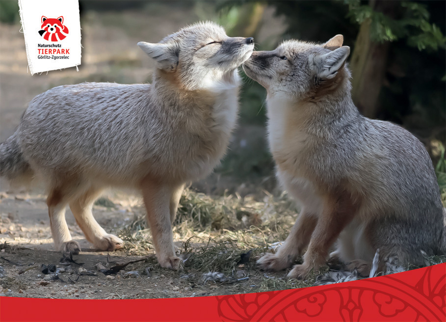 Postkarte Steppenfüchse