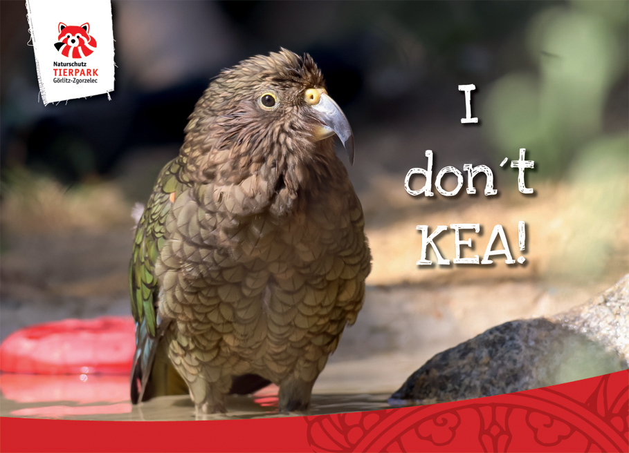 Postkarte Kea- I don't KEA!
