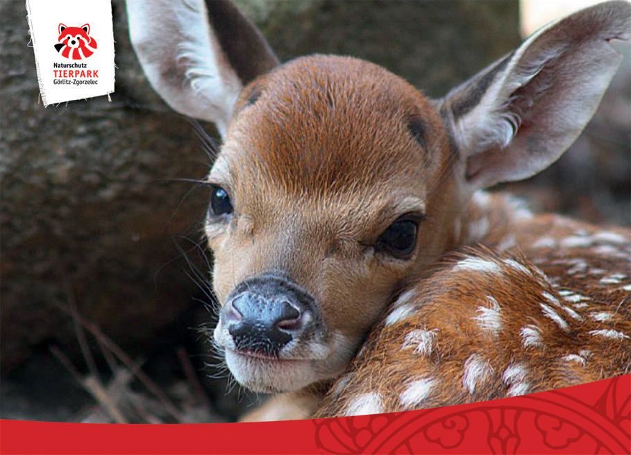 Postkarte Sikahirsch