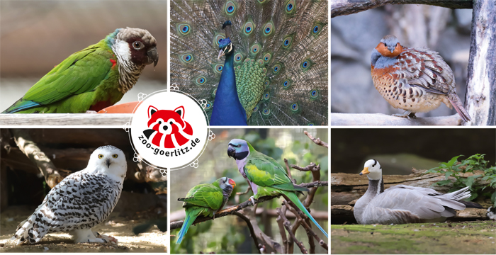 Postkarte Vögelvielfalt