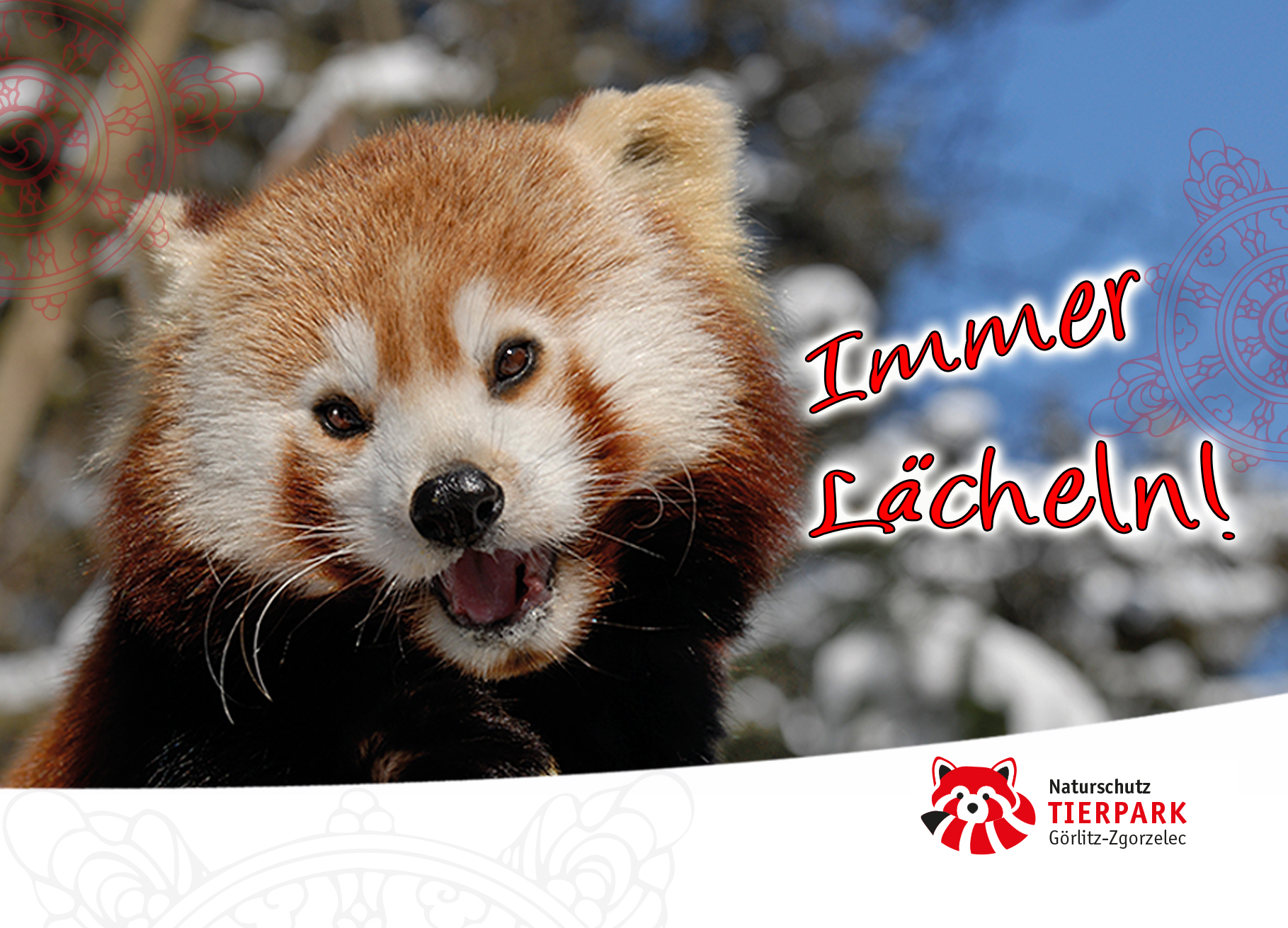 Postkarte Roter Panda: Immer Lächeln!