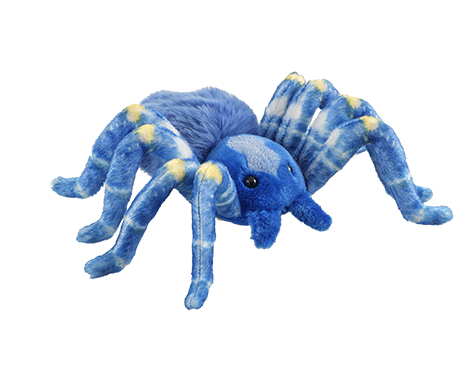 Blaue Pfauen-Vogelspinne