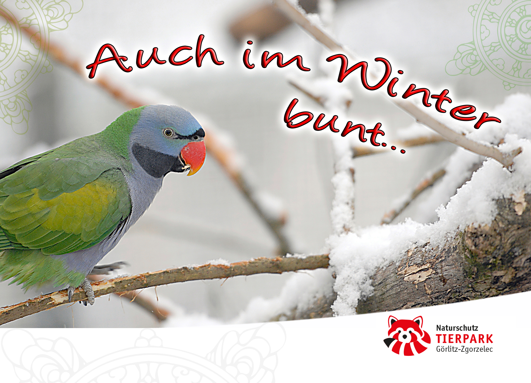 Postkarte Sittich: Auch im Winter bunt…